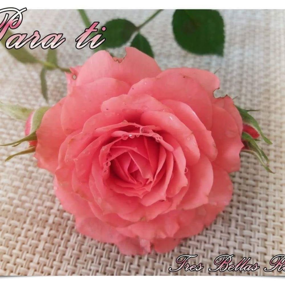 Meet your Posher, Roge